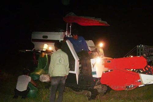 Cảnh nông dân thắp đèn xuyên đêm gặt lúa để trốn nắng 'cháy da'