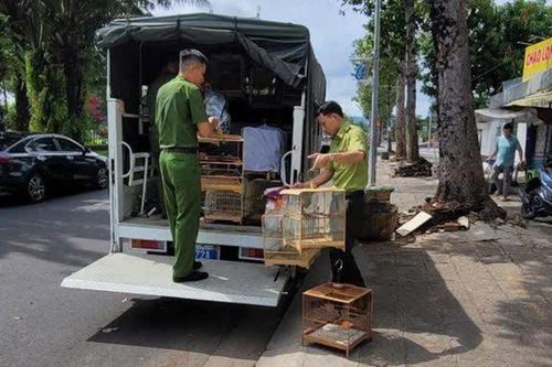 Đơn vị kiểm lâm lên tiếng vụ tạm giữ 35 con chim chào mào ở TPHCM
