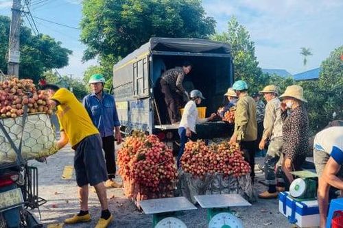 Nông dân hối hả thu hoạch vải dưới thời tiết nắng nóng