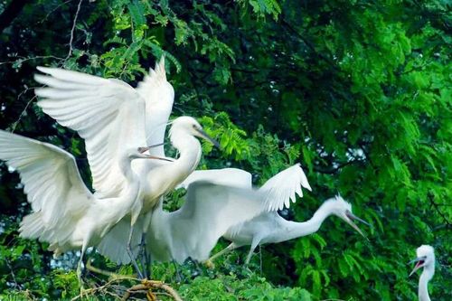 Cồn Chim mùa làm tổ: Vũ điệu kỳ vĩ của ngàn cánh chim trời trên đầm Thị Nại
