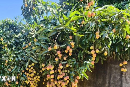 Nông dân Bắc Ninh 'chạy đua' với nắng để thu hoạch vải sớm