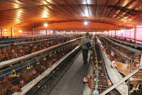 Nhà nông ứng phó với nắng nóng, bảo vệ sản xuất
