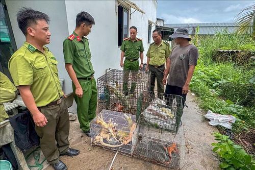 Tây Ninh 'mạnh tay' xử lý vi phạm động vật hoang dã