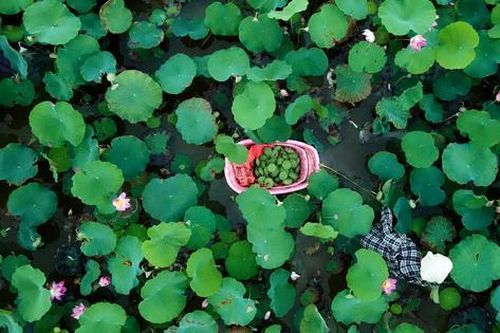 'Mùa sen nở' nông dân hái ra tiền từ cả hoa, lá đến du lịch