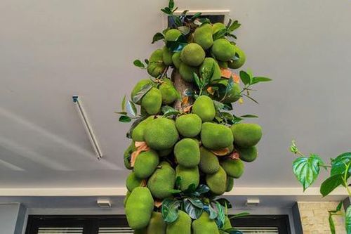Đà Nẵng xuất hiện cây mít 'phủ kín quả', dân mạng kéo nhau tìm xem thực hư