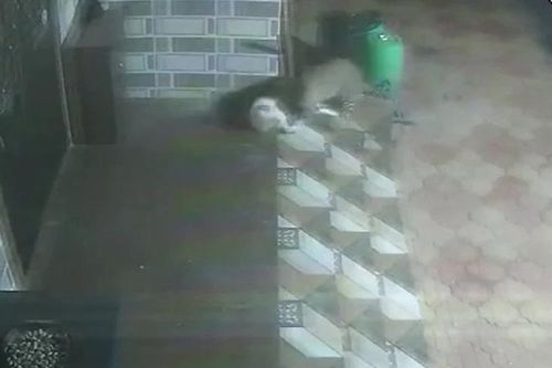 Báo hoa mai lẻn vào sân nhà giữa đêm, tung cú vồ chớp nhoáng hạ gục chó cưng