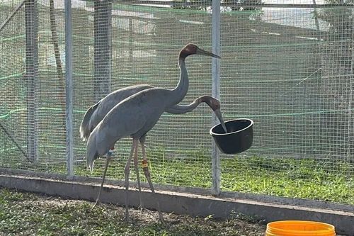 Tràm Chim sắp đón thêm 6 cá thể sếu đầu đỏ từ Thái Lan