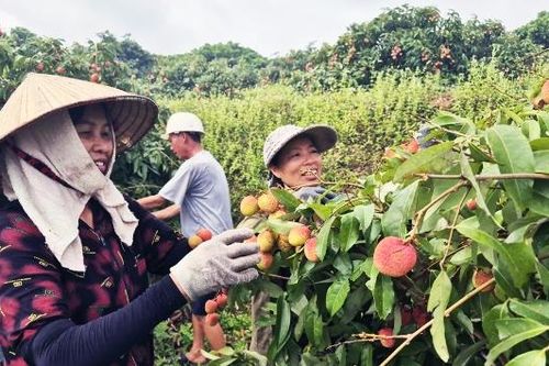 Phúc Hòa: Doanh thu từ vải sớm ước đạt hơn 270 tỷ đồng