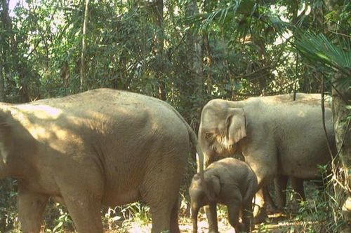 Bẫy ảnh, 'mắt thần' giữa đại ngàn