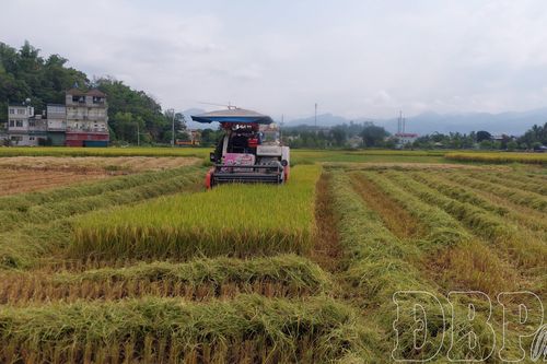 Nghề gặt máy vào vụ