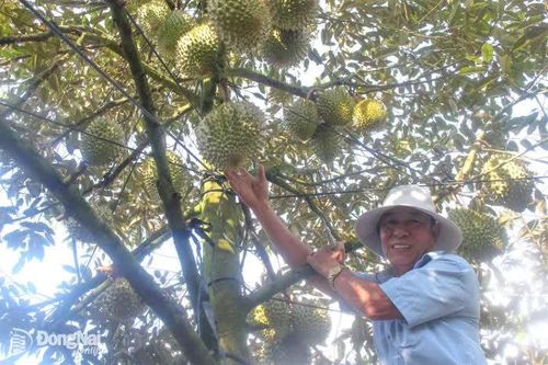 Thổ địa vùng đất Xuân Lập với cây “tiền tỷ”