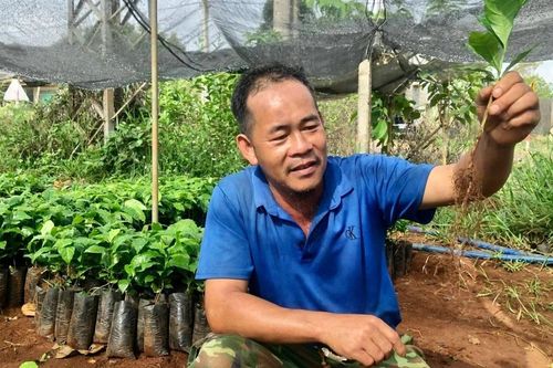 Bảo đảm nguồn giống cà phê chất lượng cho vụ mới
