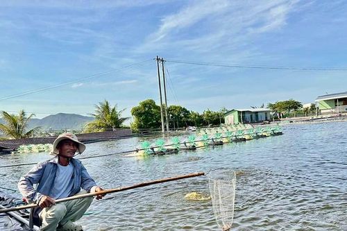Ngành nuôi trồng thủy sản phục hồi tích cực