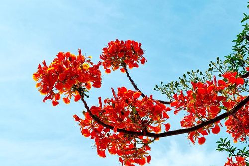 Mùa hoa muộn và ký ức phượng đỏ ở Nha Trang