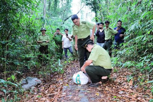 Thả 1 cá thể trăn gấm về môi trường tự nhiên