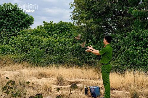 Công an xã Vĩnh Hải thu giữ hàng chục mét lưới 'tàng hình' bẫy chim