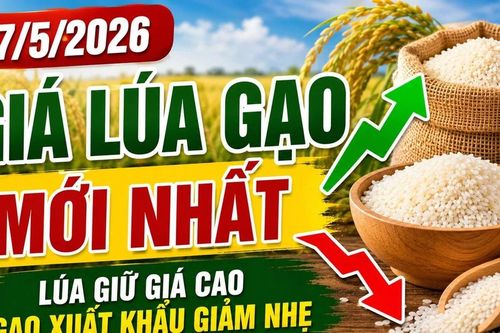 Giá lúa gạo hôm nay 27/5/2026: Nông dân neo giá, thương lái mua dè dặt
