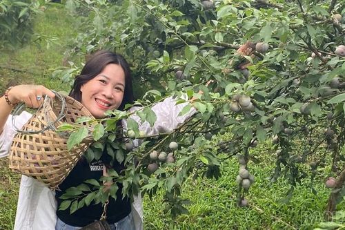 Sắp diễn ra Lễ hội Nông trại bốn mùa 2026 tại phường Trung Tâm