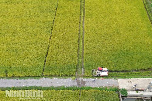 Ninh Bình: Vụ lúa Xuân 2026 thắng lợi