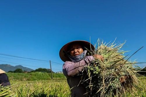 Vất vả mưu sinh mùa nắng nóng