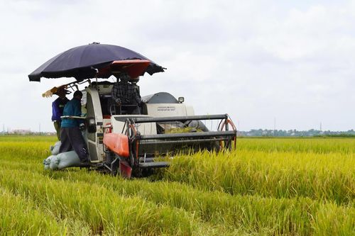 Sản xuất 'đa canh' trên ruộng 'độc canh' - Bài 1: Khi lúa tái sinh thay thế lúa chính vụ