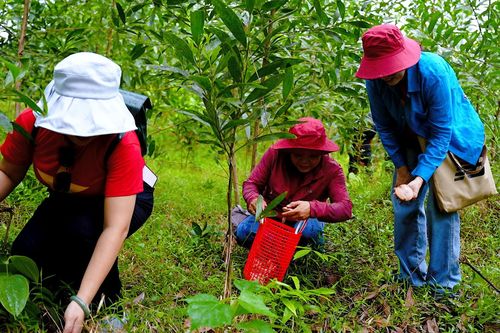 Rộn ràng tìm nấm dưới rừng tràm