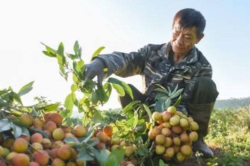 Vải Bắc Ninh vào mùa cao điểm, nông dân dậy từ 2 giờ sáng né nắng giữ chuẩn xuất khẩu