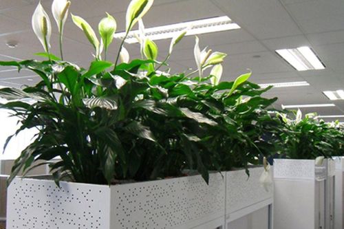 Dân công sở tiết lộ: 10 loại cây tăng sinh khí, giúp văn phòng xanh hơn, làm việc 'mượt' hơn