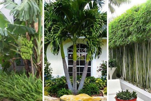 Các cụ dặn: 2 cây trồng trước nhà nhà tiền vào như nước, 3 cây trồng sau nhà trấn giữ của cải