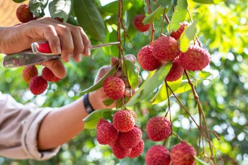 Tạo điều kiện thuận lợi cho người dân, doanh nghiệp tiêu thụ, xuất khẩu quả vải