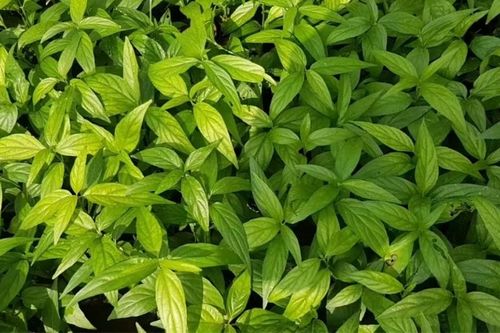 Tác dụng của cây xương khỉ