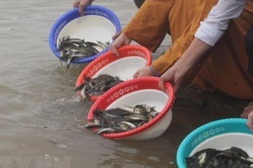 Mùa Phật Đản và 3 thời điểm tuyệt đối không phóng sinh