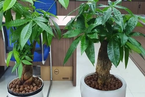 Sai lầm 'chí mạng' nhiều người mắc khi tưới nước khiến cây kim ngân bị thối rễ, chết dần