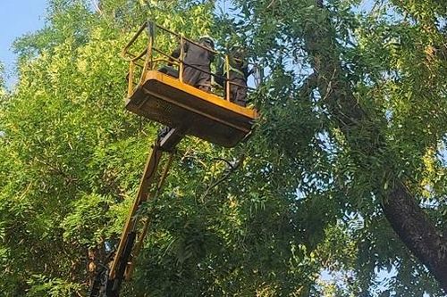 Hà Nội: Cắt sửa hơn 35.000 cây xanh trước mùa mưa bão