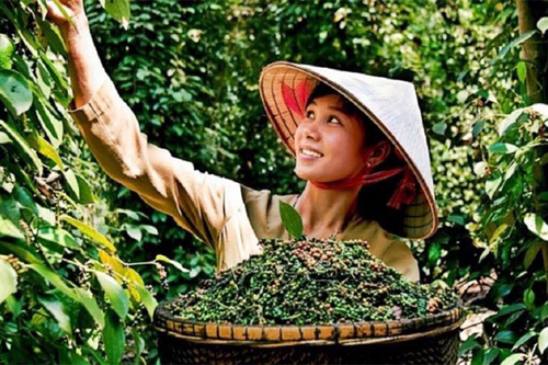 Bản tin nông sản hôm nay (28-5): Giá cà phê trong nước bật tăng
