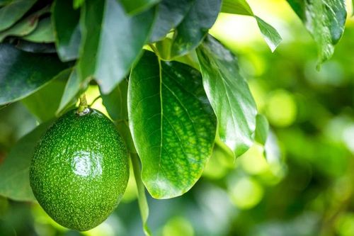 Từ Aztec cổ đại đến Tây Nguyên: Hành trình kỳ diệu của quả bơ