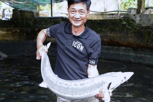 Nuôi cá tầm bằng nước suối từng hái ra tiền, nay lao đao vì giá giảm