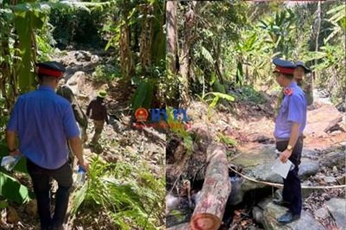 Dự án đường trăm tỉ đi qua, rừng phòng hộ 'ngã' xuống: Viện kiểm sát vào cuộc, bảo vệ lợi ích công