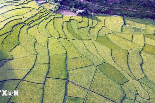 Đẹp nao lòng những cánh đồng lúa Sơn La