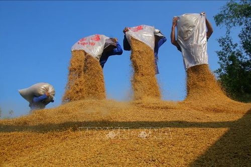 Vòng đời hạt lúa Đồng bằng sông Cửu Long