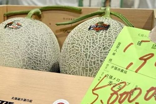 Hai quả dưa lưới được bán với giá gần 1 tỷ đồng