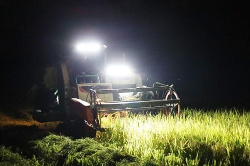 Bắc Ninh: Nắng nóng cực độ, nông dân ra đồng gặt lúa ban đêm