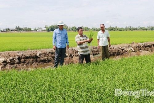 Tràm Chim từng bước xây dựng nền kinh tế nông nghiệp sinh thái