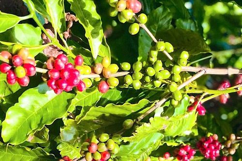 Giá cà phê nội địa đồng loạt tăng thêm 700 đồng/kg
