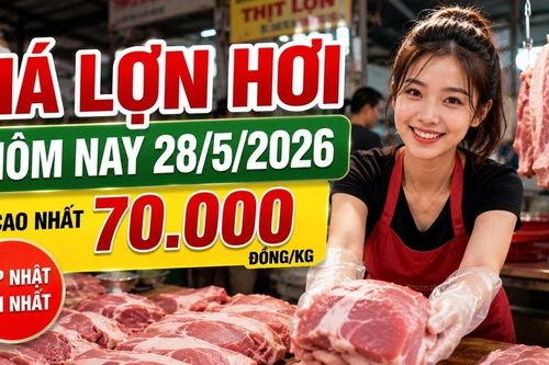 Giá lợn hơi hôm nay 28/5: Nhiều địa phương lùi về 67.000–68.000 đồng/kg
