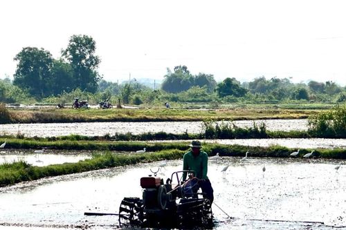 Điều tiết nước bảo đảm sản xuất hè thu