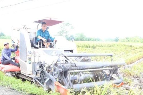 Hiệu quả cánh đồng lớn trong sản xuất lúa