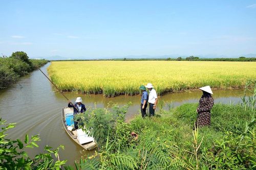 Sản xuất 'đa canh' trên ruộng 'độc canh' - Bài 2: Từ những cánh đồng '3 trong 1'