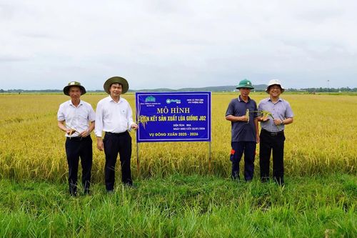 Chủ động liên kết sản xuất