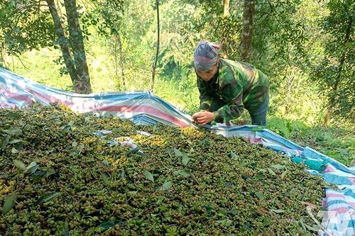 Rừng hồi 'đánh thức' Na Hấu